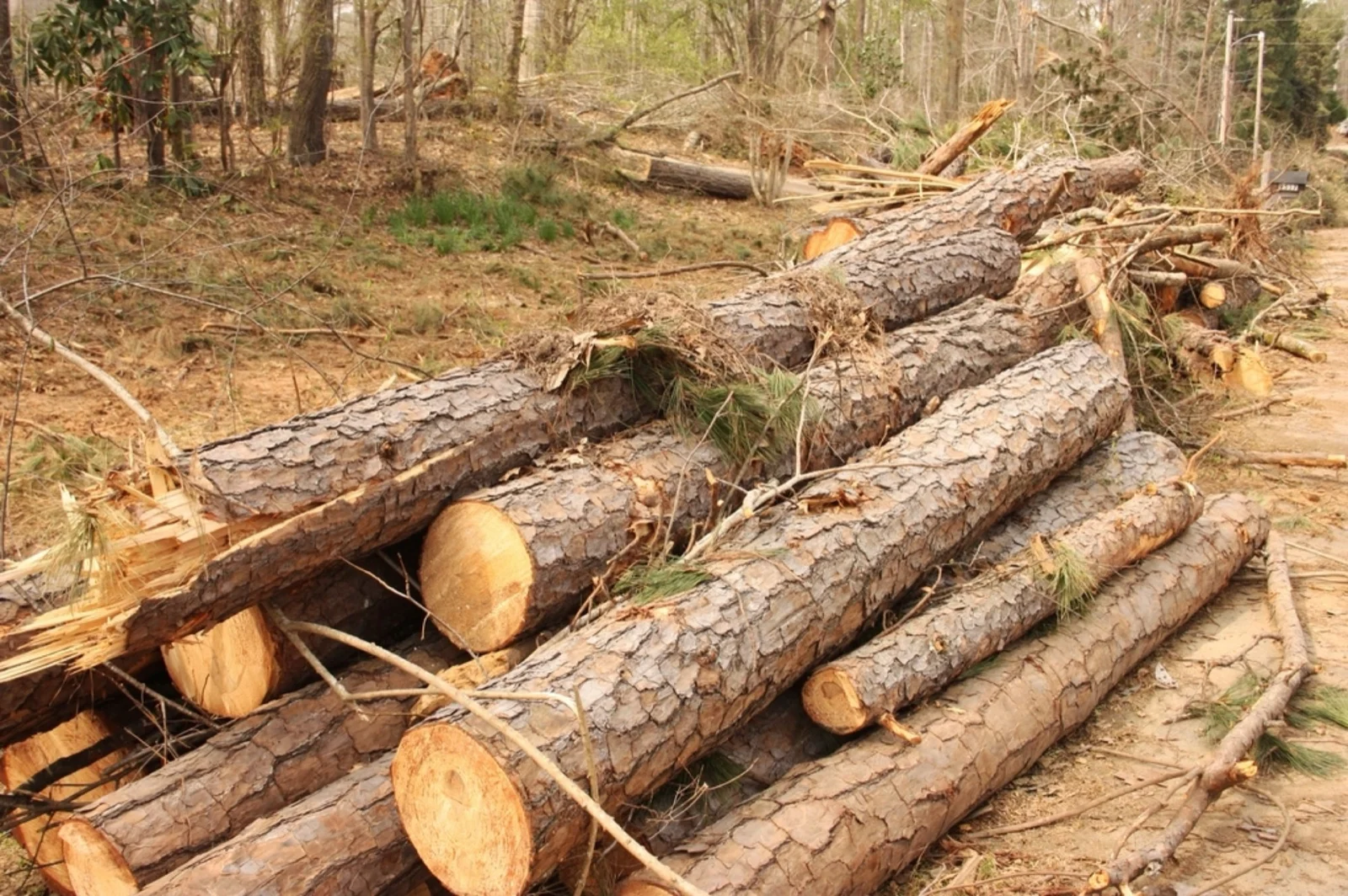 Chainsaws and a stack of split firewood at Tallpine Tree Care